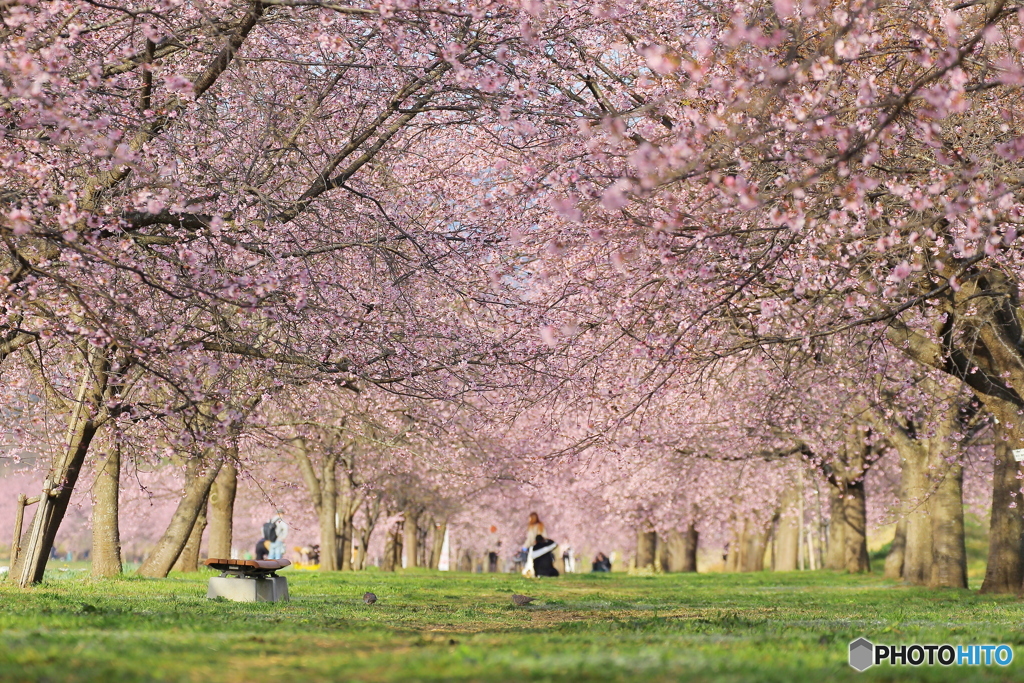 北浅羽桜堤公園⓶