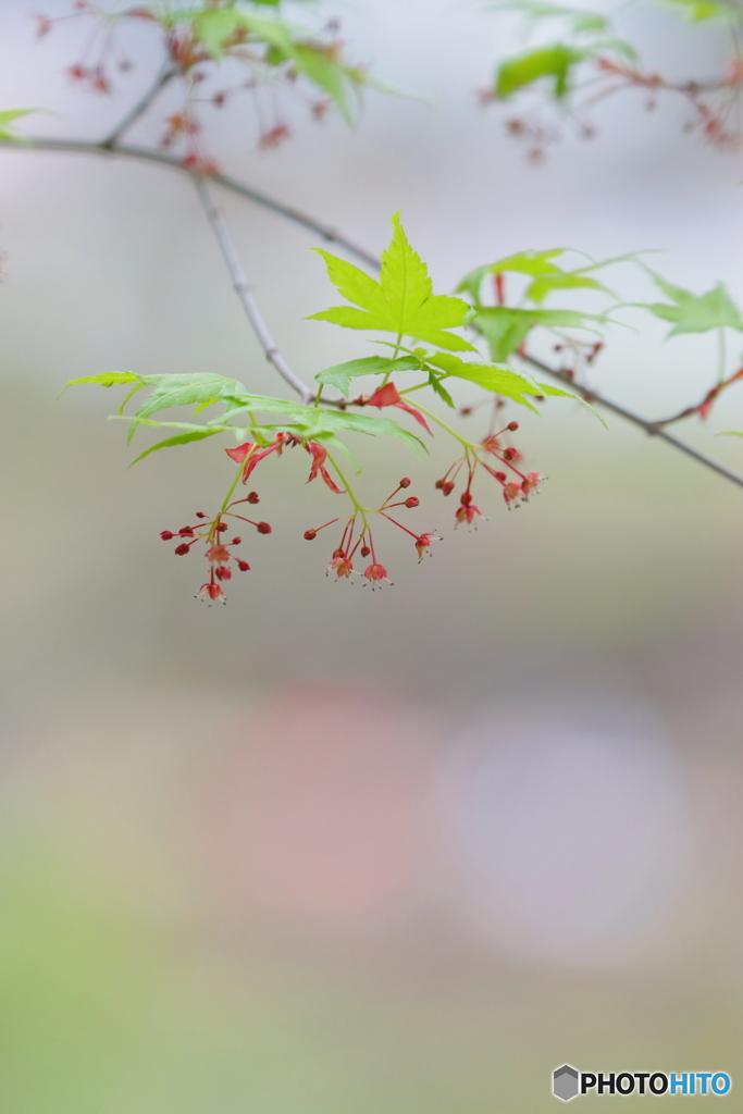 青紅葉