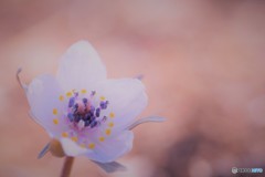 ＊＊春の目覚め＊＊