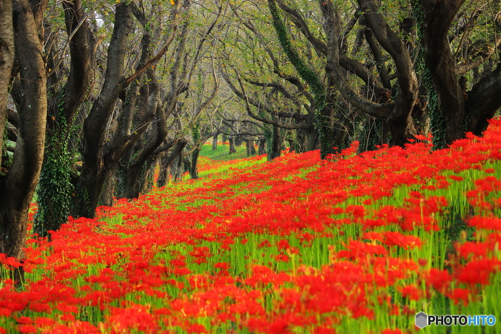 真紅の桜堤