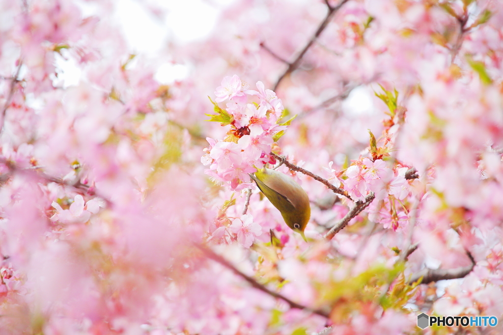 桜とメジロ2