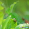 アマちゃん発見