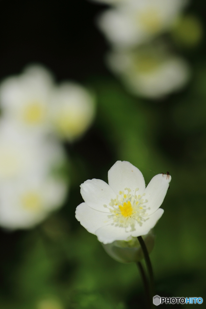 春に咲く花
