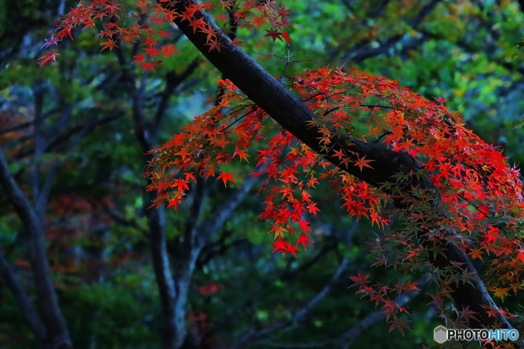 紅葉狩り4