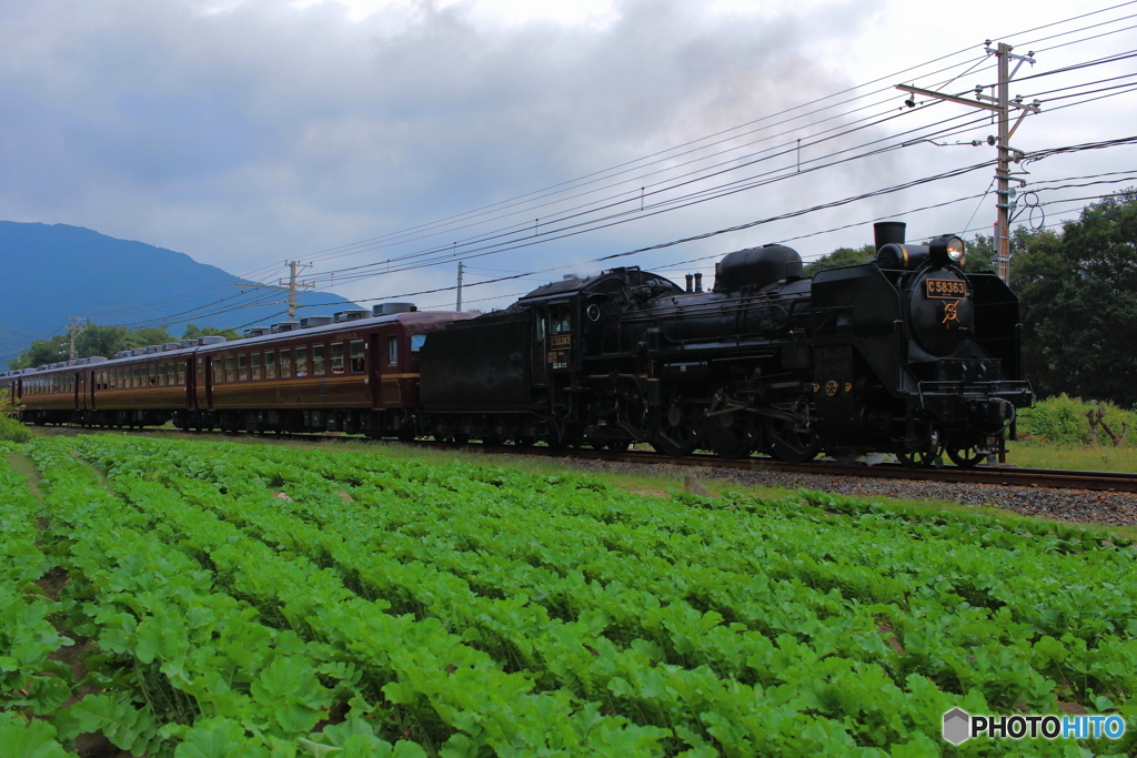 冬野菜と共に