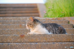 黄昏時のきみ