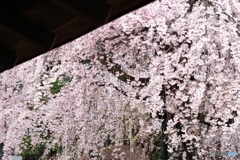 ＊＊夢見草＊＊