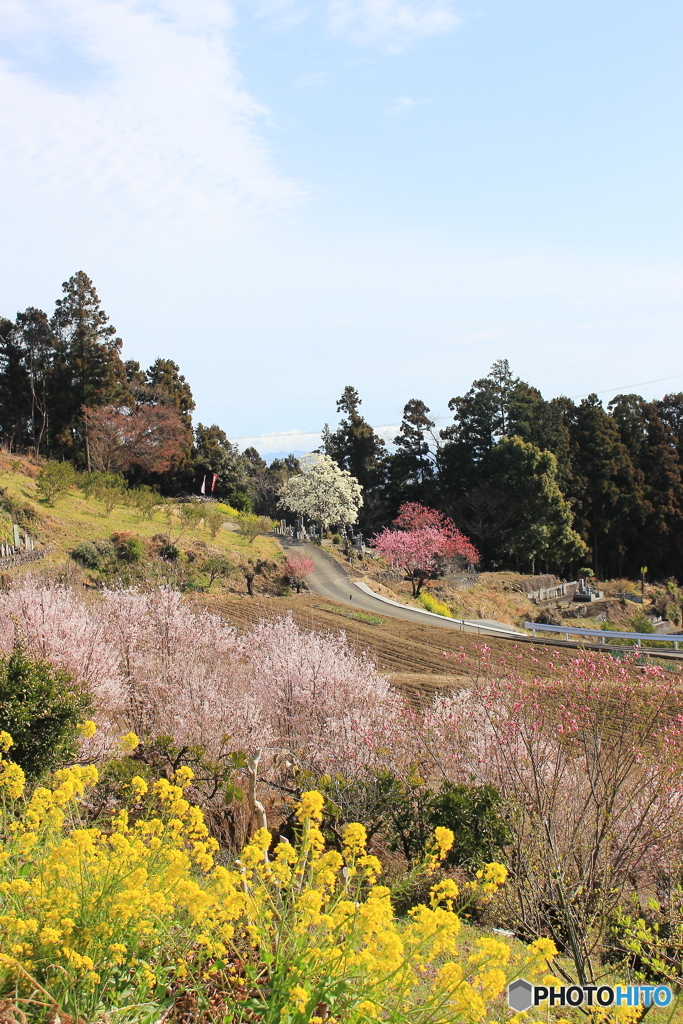 里山の春