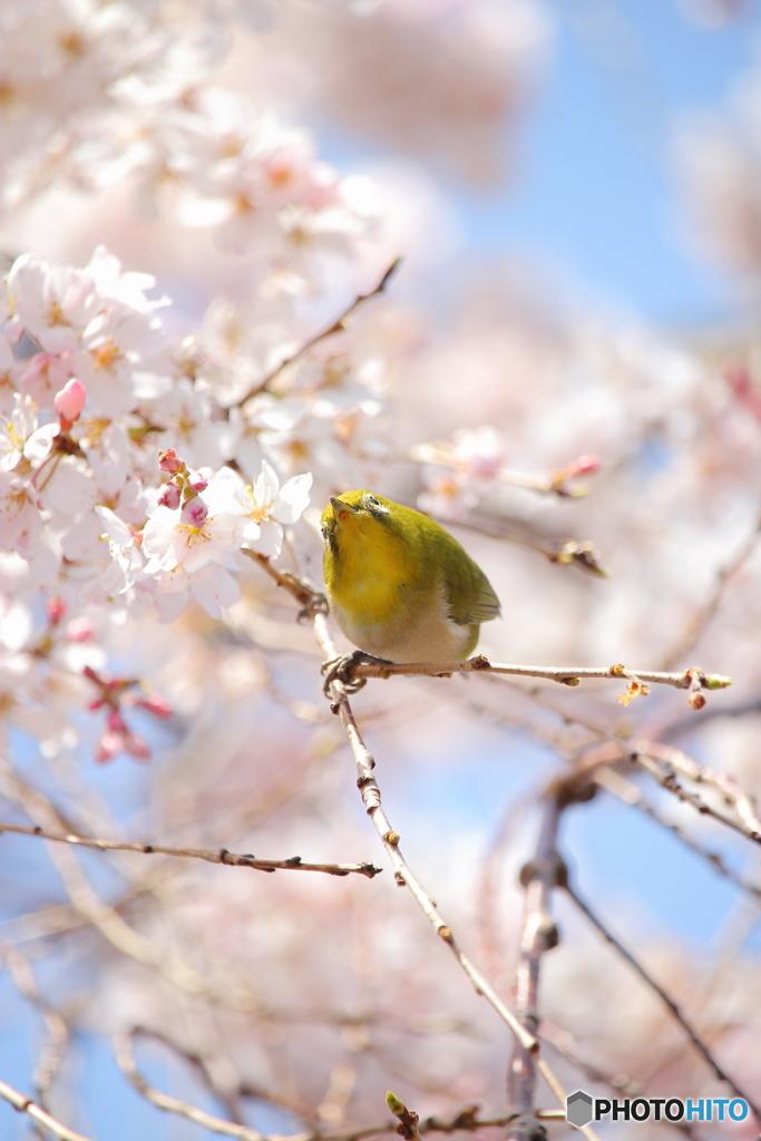 メジロです