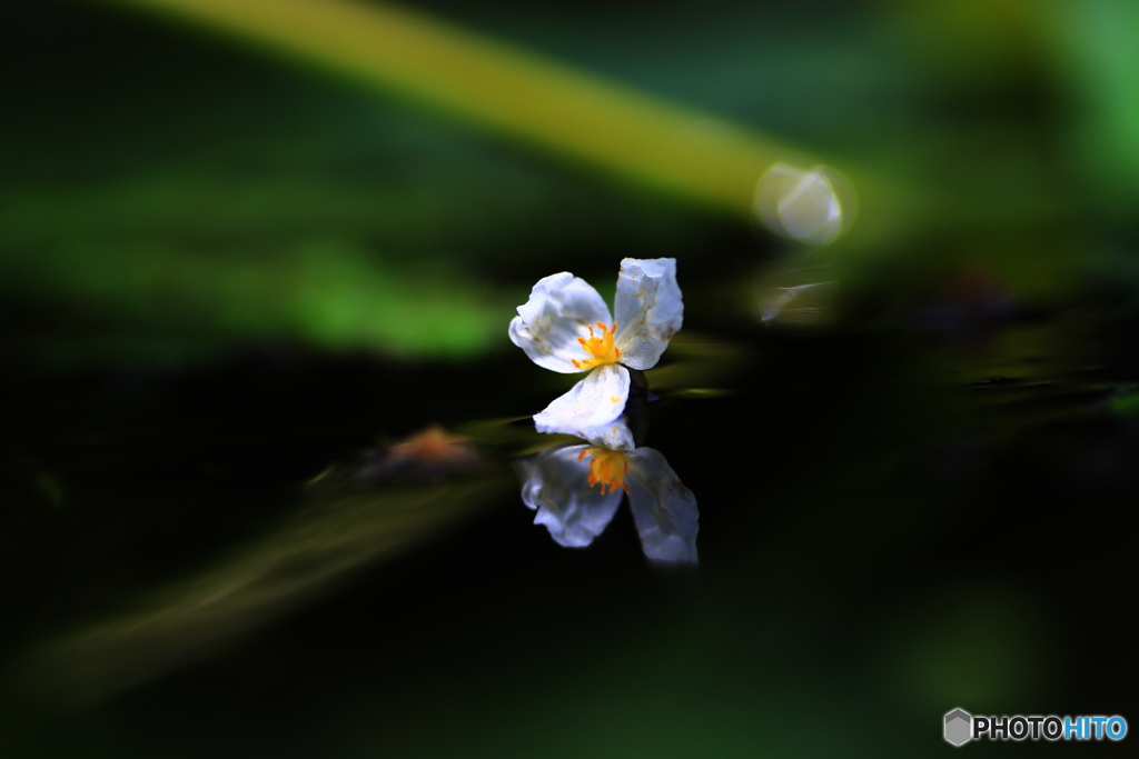 花の命は短くて・・・
