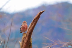 逢いたくて②