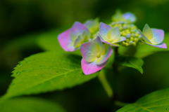 雨上がりの紫陽花