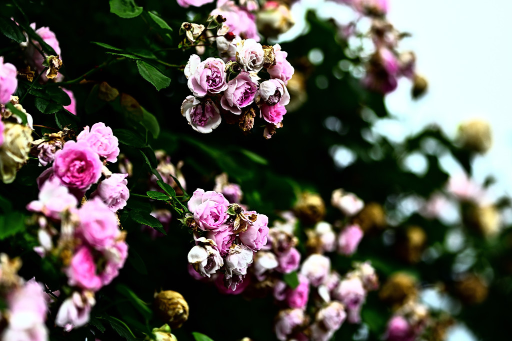 花影