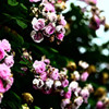 花影