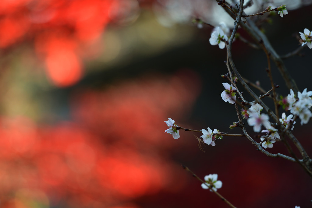 寒桜と蜘蛛