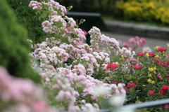 咲き誇る薔薇達