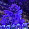 Bluetree　in Kitte