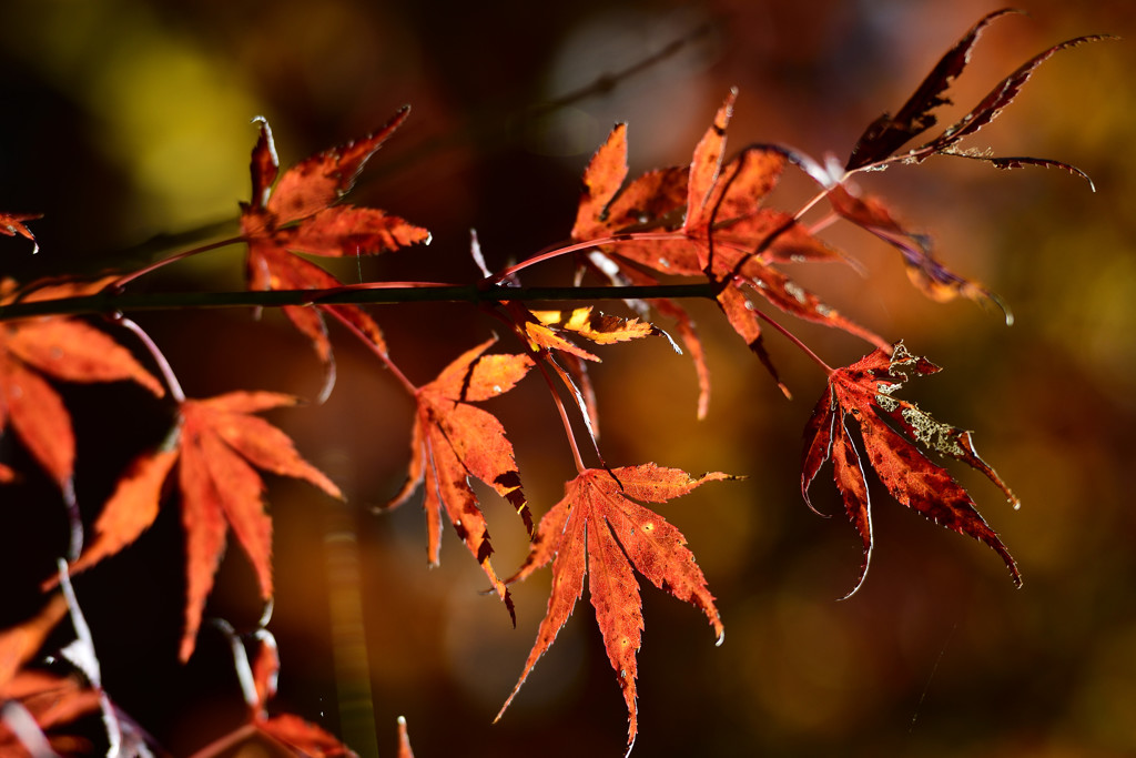秋枯れの紅葉