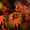 秋枯れの紅葉