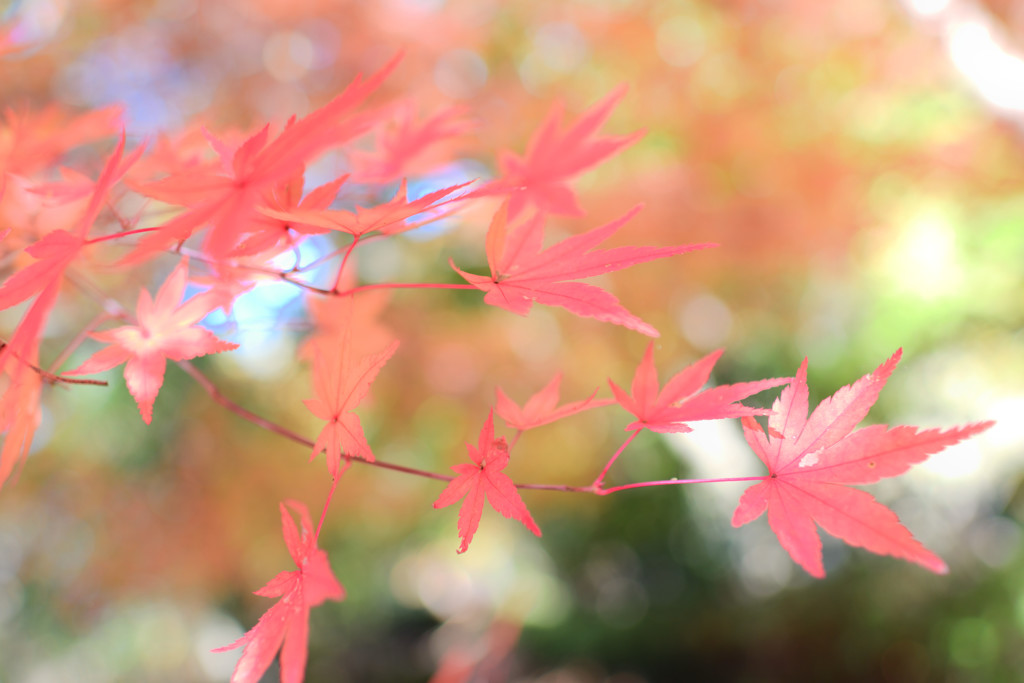 秋晴れの紅
