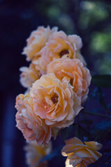 秋薔薇