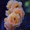 秋薔薇