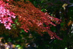 重ね合わせの紅