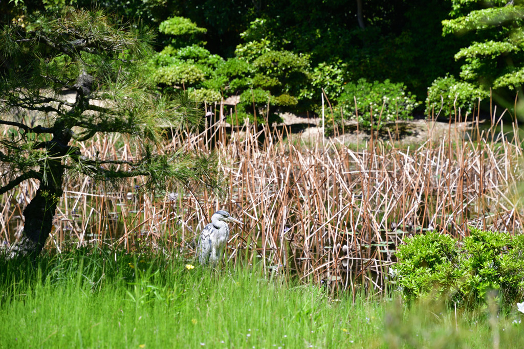 栗林公園のさぎ