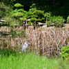 栗林公園のさぎ