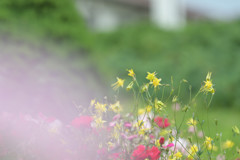 お花畑