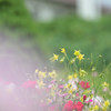 お花畑