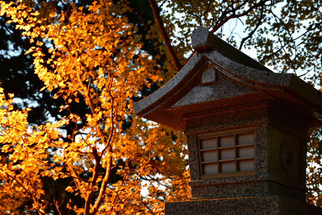 夕暮れを照らすもの