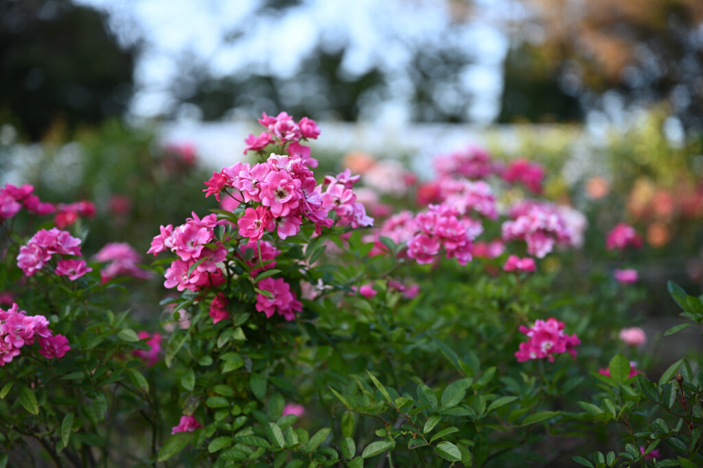 薔薇たち