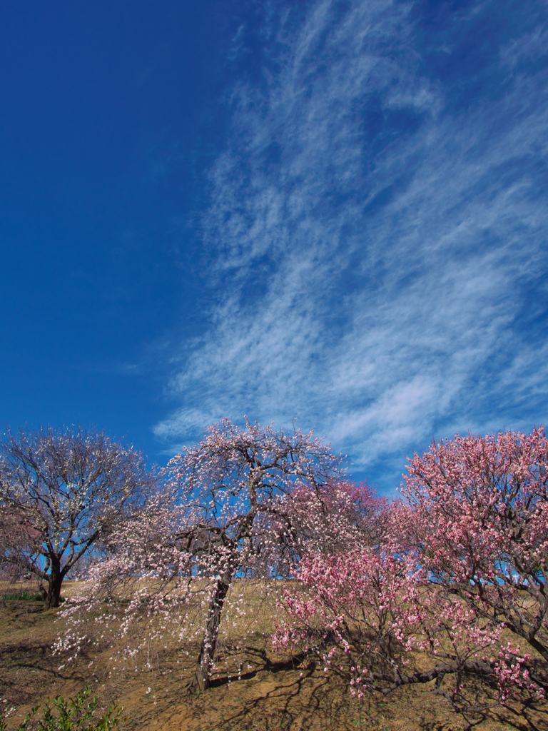 空は高く高く