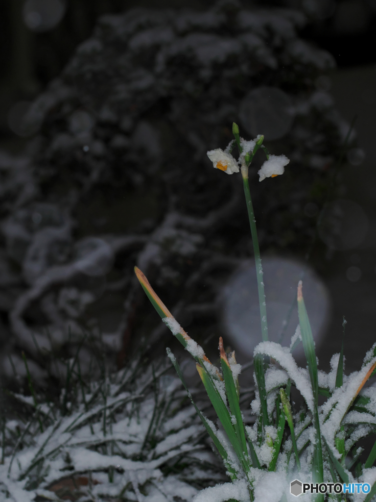 風雪に耐え