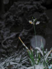 風雪に耐え