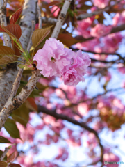 後追い桜