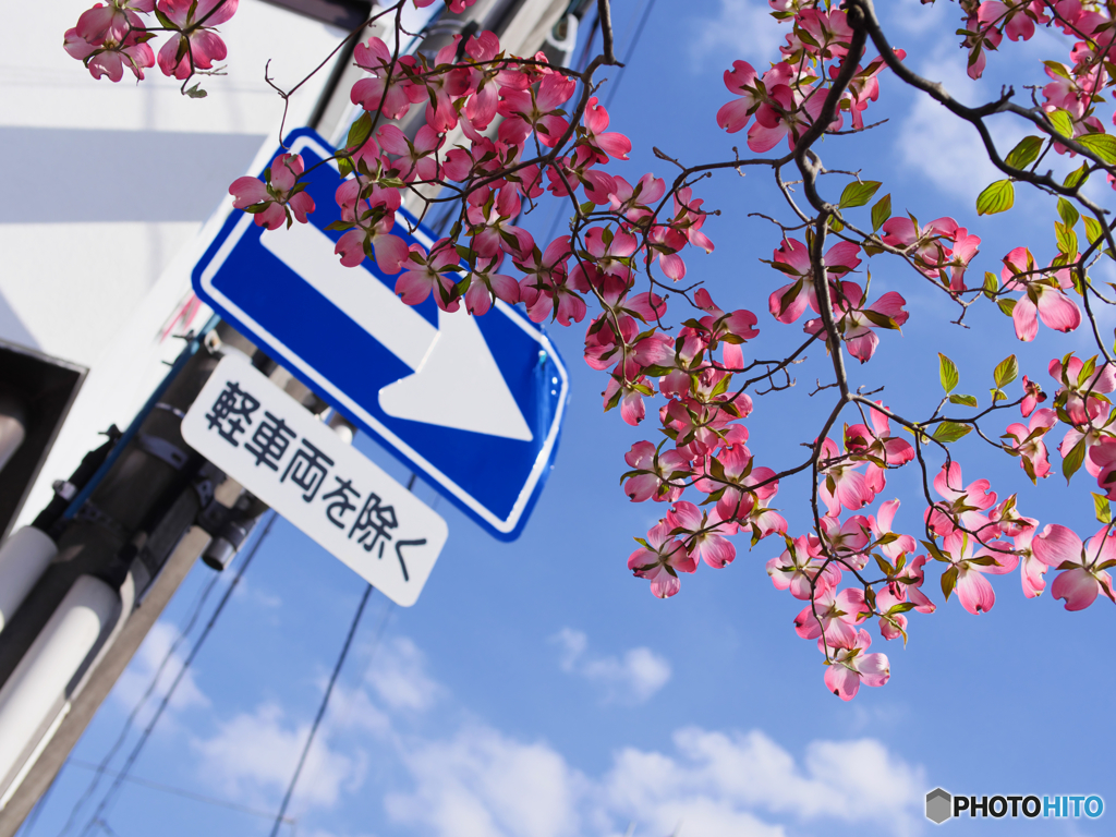 見るべきは花か標識か