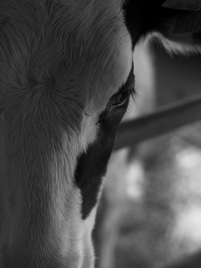 キレイなお目々とつむじ