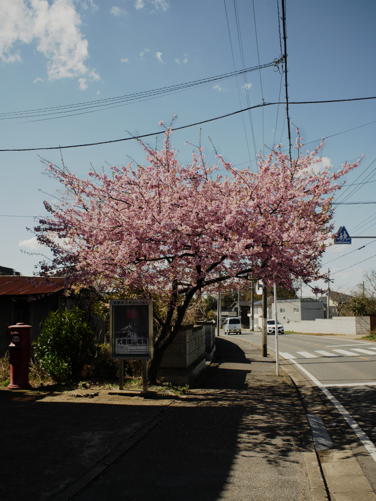 通りに、一本