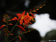 暑い季節の熱い色