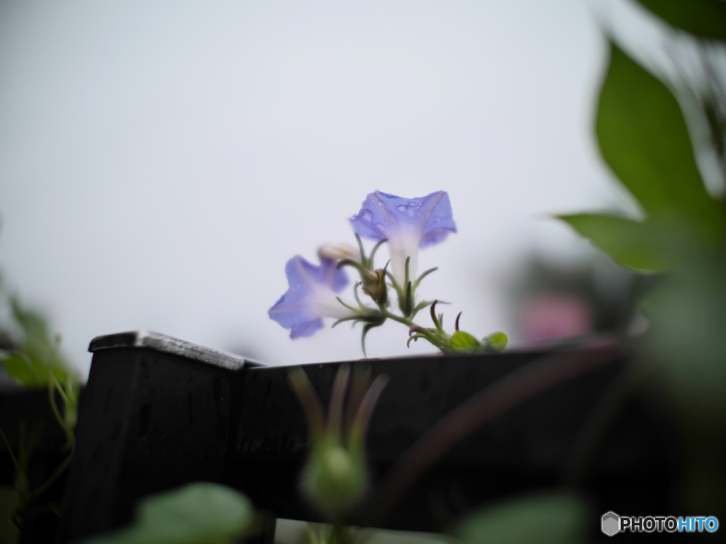 雨の午後