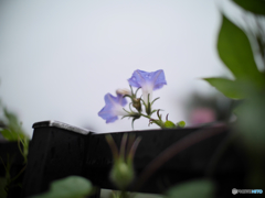 雨の午後