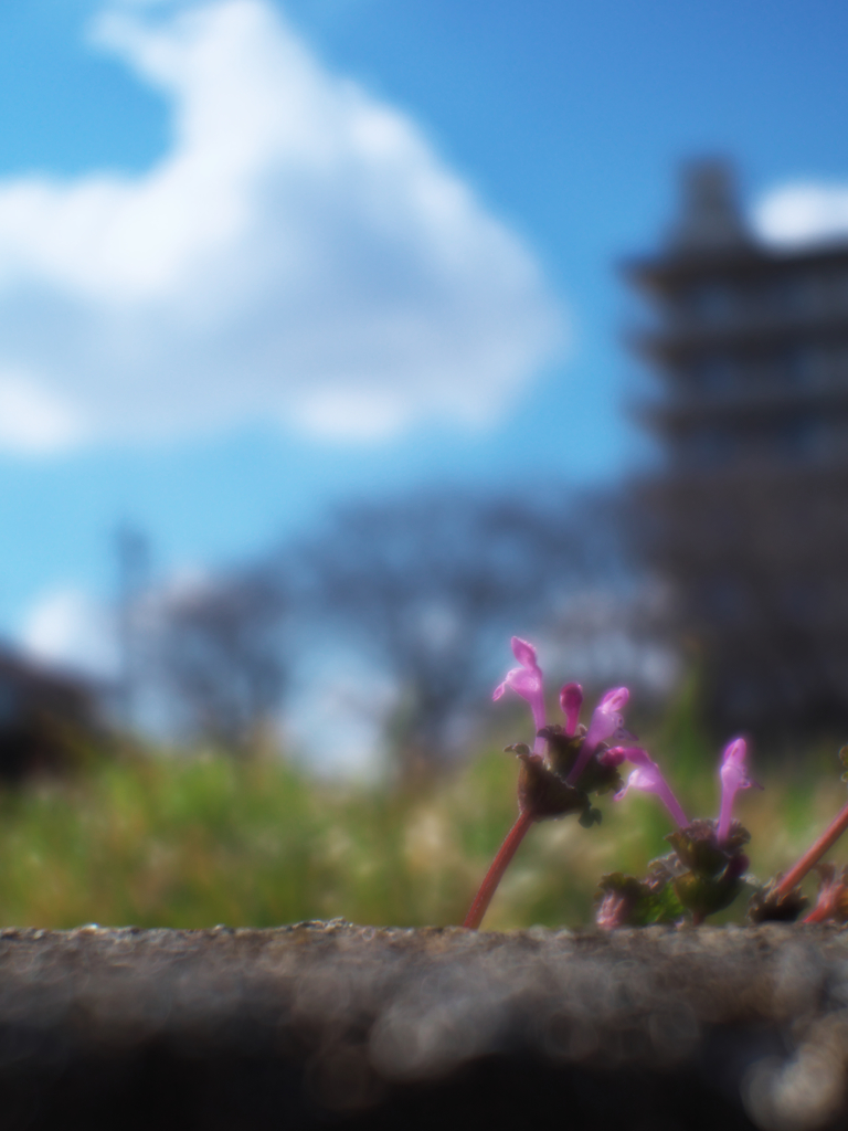 地べたより