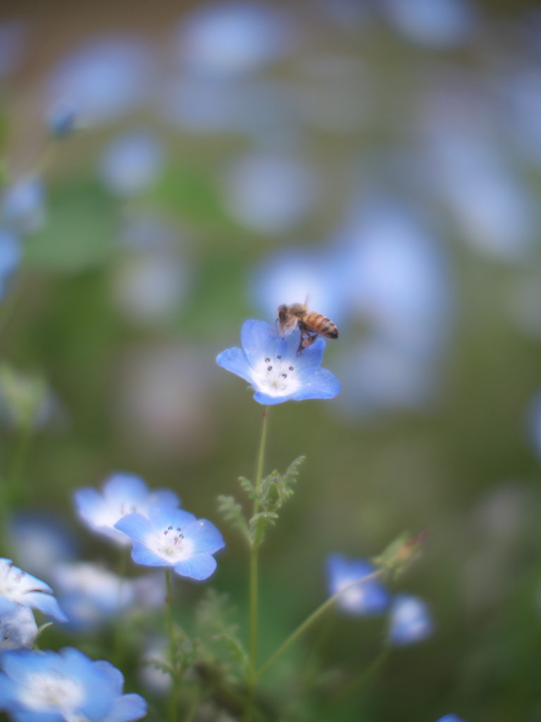 花蜜集め