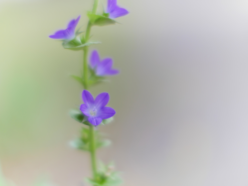 だんだん