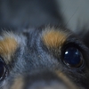 飼い犬