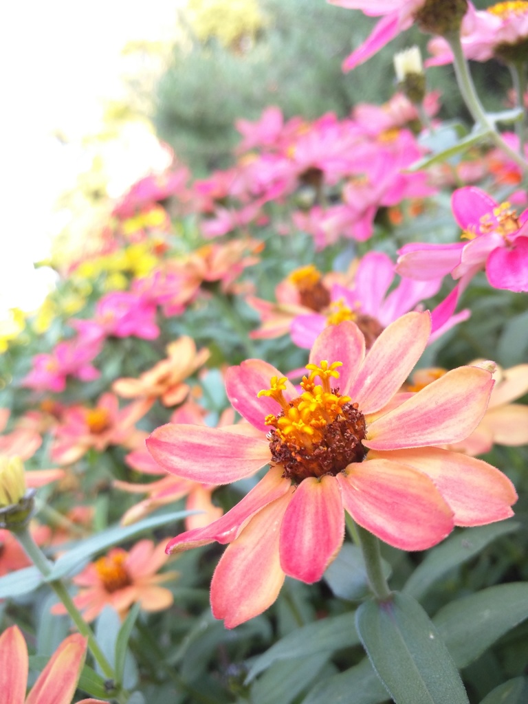 江ノ島のお花