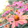 江ノ島のお花