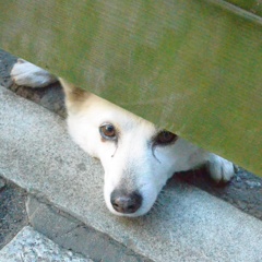 かわいい番犬さん